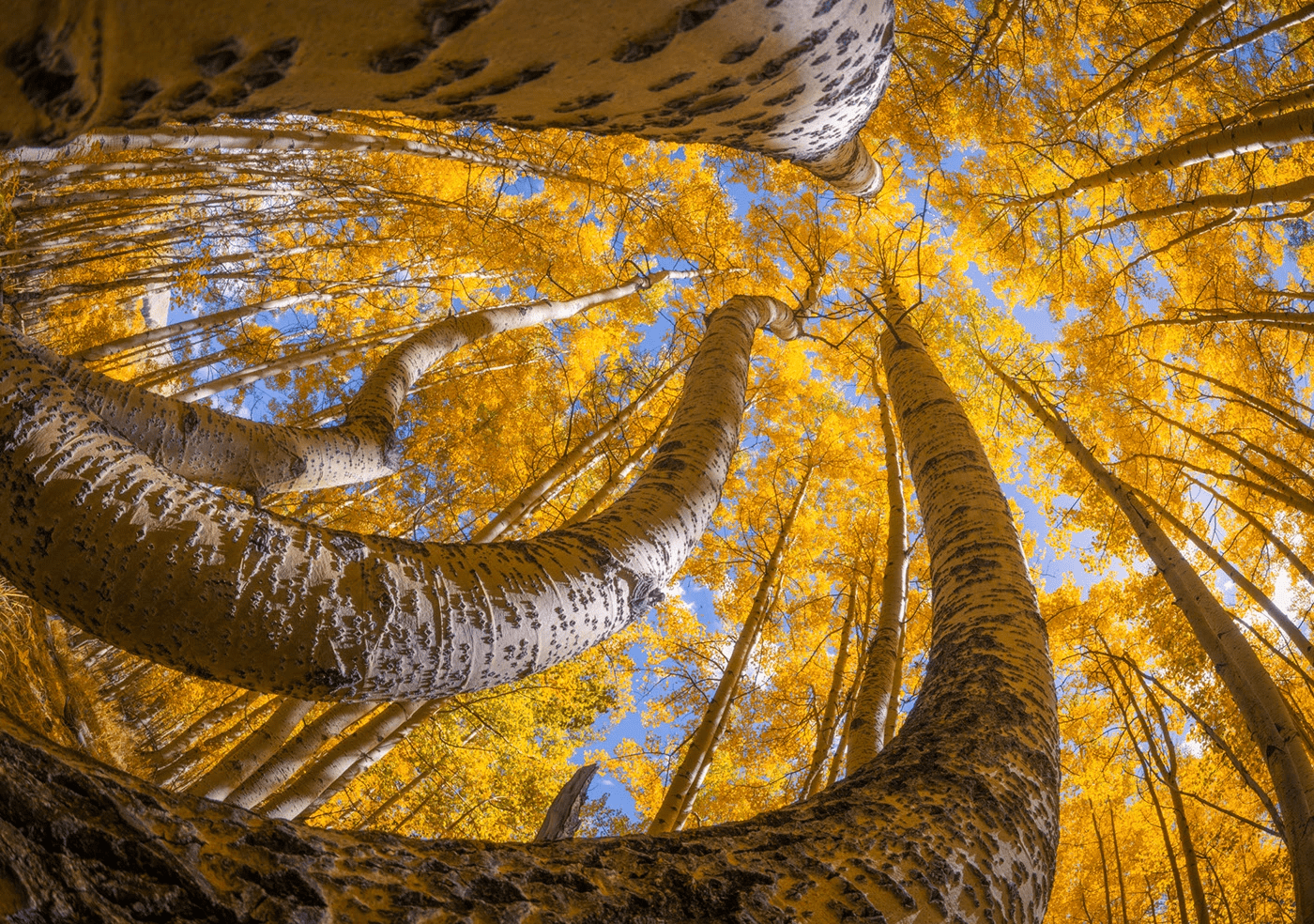 Golden Colorado Trees by Albert Dros